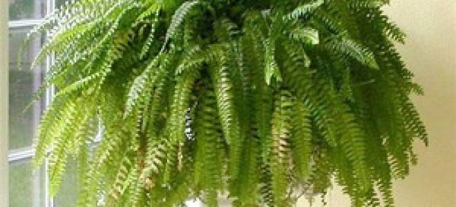 Почему желтеет папоротник