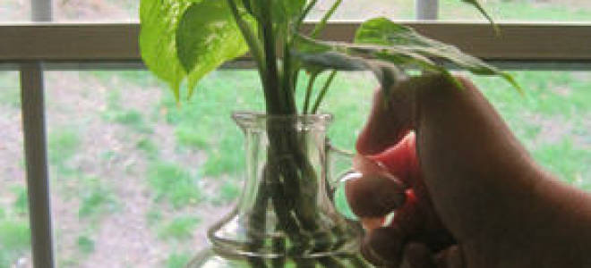 Как размножается диффенбахия