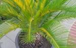 Почему желтеют листья у пальмы комнатной