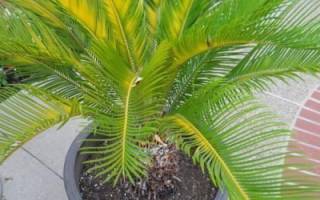 Почему желтеют листья у пальмы комнатной