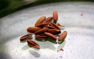 Как собрать семена герани в домашних условиях