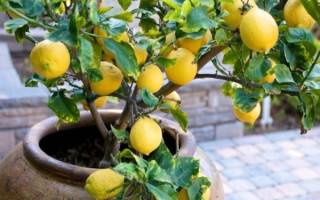 Лимон из семечка в домашних условиях