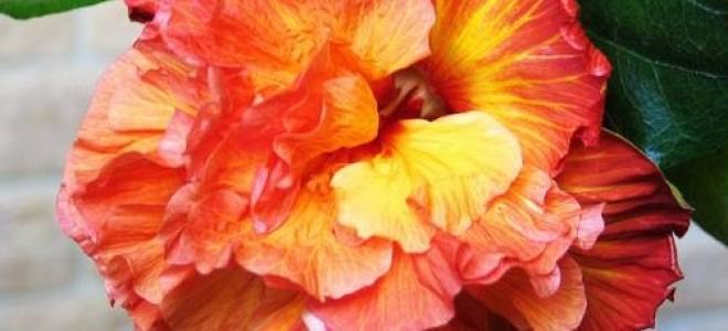 Гибискус желтый махровый