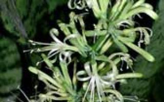 Сансевиерия трехполосная