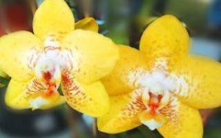 Как взять отросток от орхидеи