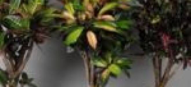 Кодиеум вариегатум микс