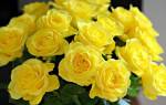 Что означают желтые розы