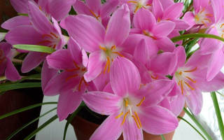 Зефирантес посадка и уход в открытом грунте