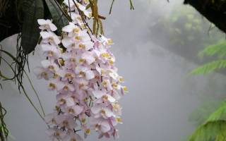 Где растет орхидея в природе