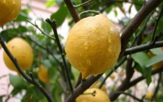 Как правильно обрезать лимон