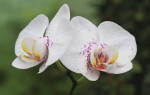 Орхидея энергетика цветка для дома