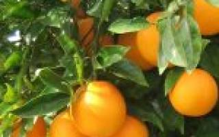Как вырастить апельсин из косточки