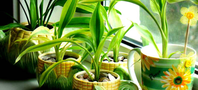 Теневые комнатные растения