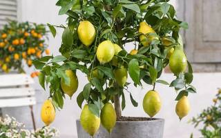 Как прививать лимон в домашних условиях