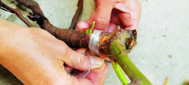 Как привить розу на шиповник летом