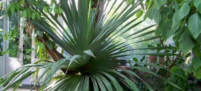 Панданус уход в домашних