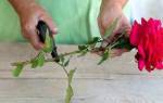 Как размножить розу черенками