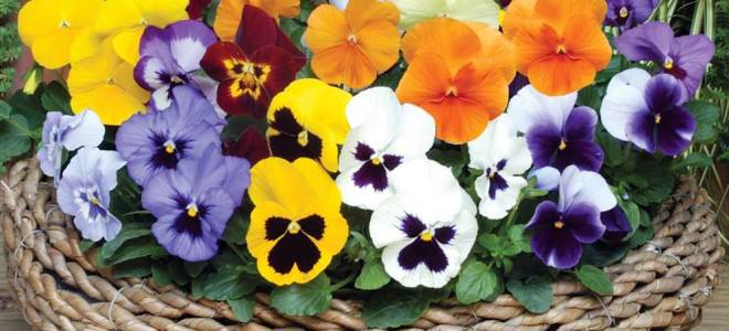 Анютины глазки многолетние