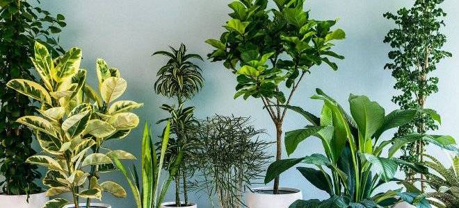 Ядовитые домашние растения