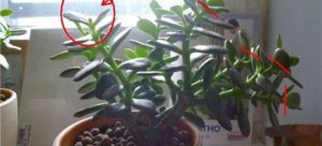 Толстянка как сформировать крону