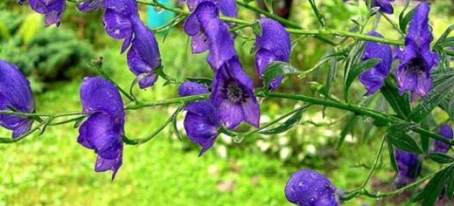 Борец клобучковый