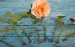 Как правильно посадить розу из черенка