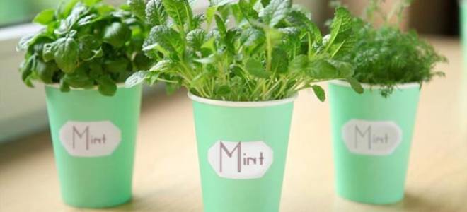 Мята и ментол разница