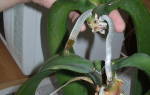 Как размножаются орхидеи фаленопсис в домашних условиях