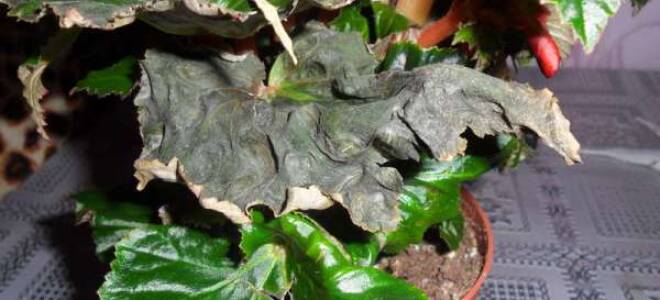 Почему у бегонии сохнут листья по краям