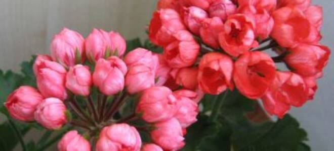 Пеларгония linnea andrea