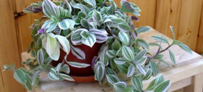 Традесканция польза