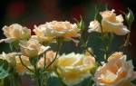 Морозостойкие розы для сибири