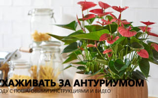 Комнатные растения уход в домашних условиях антуриум