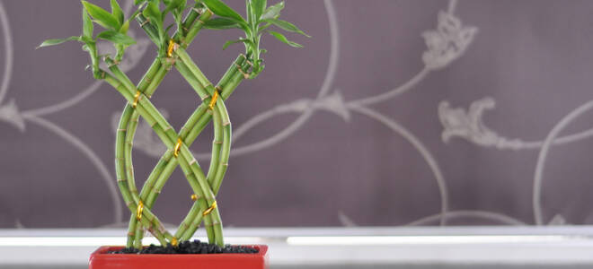 Бамбук как пересадить