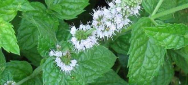 Дикая мята растение