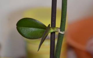 Как нарастить корни у детки орхидеи