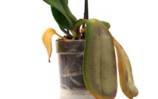 Липкие листья у орхидеи причины