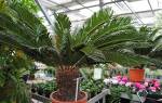 Комнатное растение пальма виды