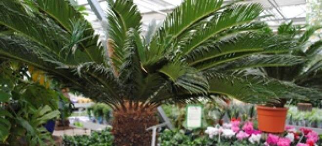 Комнатные растения пальмы