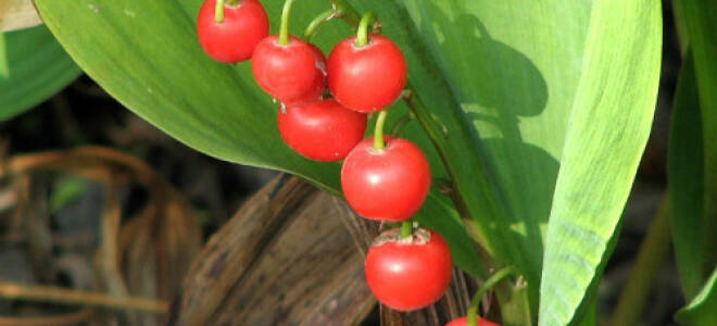 Ландыш ядовитое растение или нет