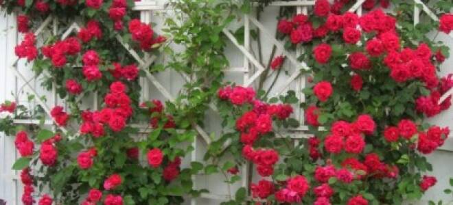 Многолетние плетущиеся растения для сада