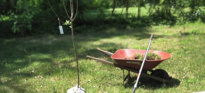 Как правильно сажать