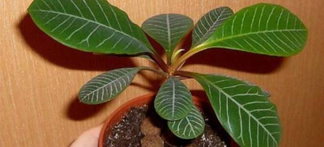 Как ухаживать за молочаем