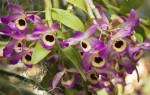 Орхидея дендробиум уход в домашних