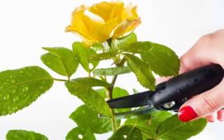 Как обрезать комнатную розу после цветения