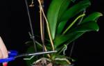 Орхидея фаленопсис отцвела что делать дальше
