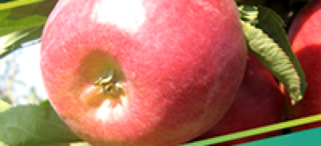 Флокс махровый многолетний