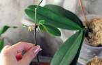 Как разделить орхидею в домашних условиях