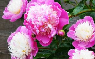 Пион боул оф бьюти