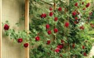Подпорка для плетистой розы